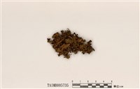 藏品(島衣屬)的圖片